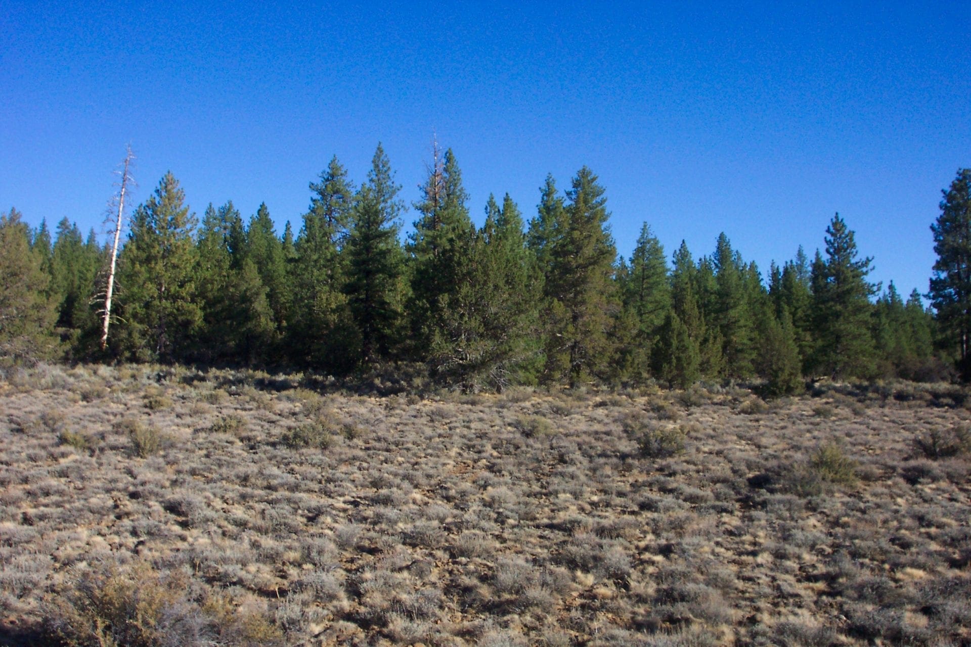 Breathtaking 5.07 Acre Marketable Timbered Lot In Klamath County, Oregon ~ ADJOINS FREMONT NATIONAL FOREST near California Border! photo 6