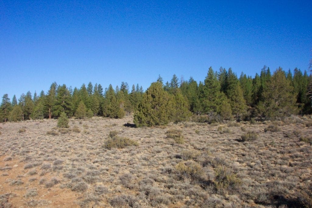 Large view of Breathtaking 5.07 Acre Marketable Timbered Lot In Klamath County, Oregon ~ ADJOINS FREMONT NATIONAL FOREST near California Border! Photo 7