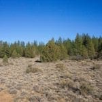 Thumbnail of Breathtaking 5.07 Acre Marketable Timbered Lot In Klamath County, Oregon ~ ADJOINS FREMONT NATIONAL FOREST near California Border! Photo 7