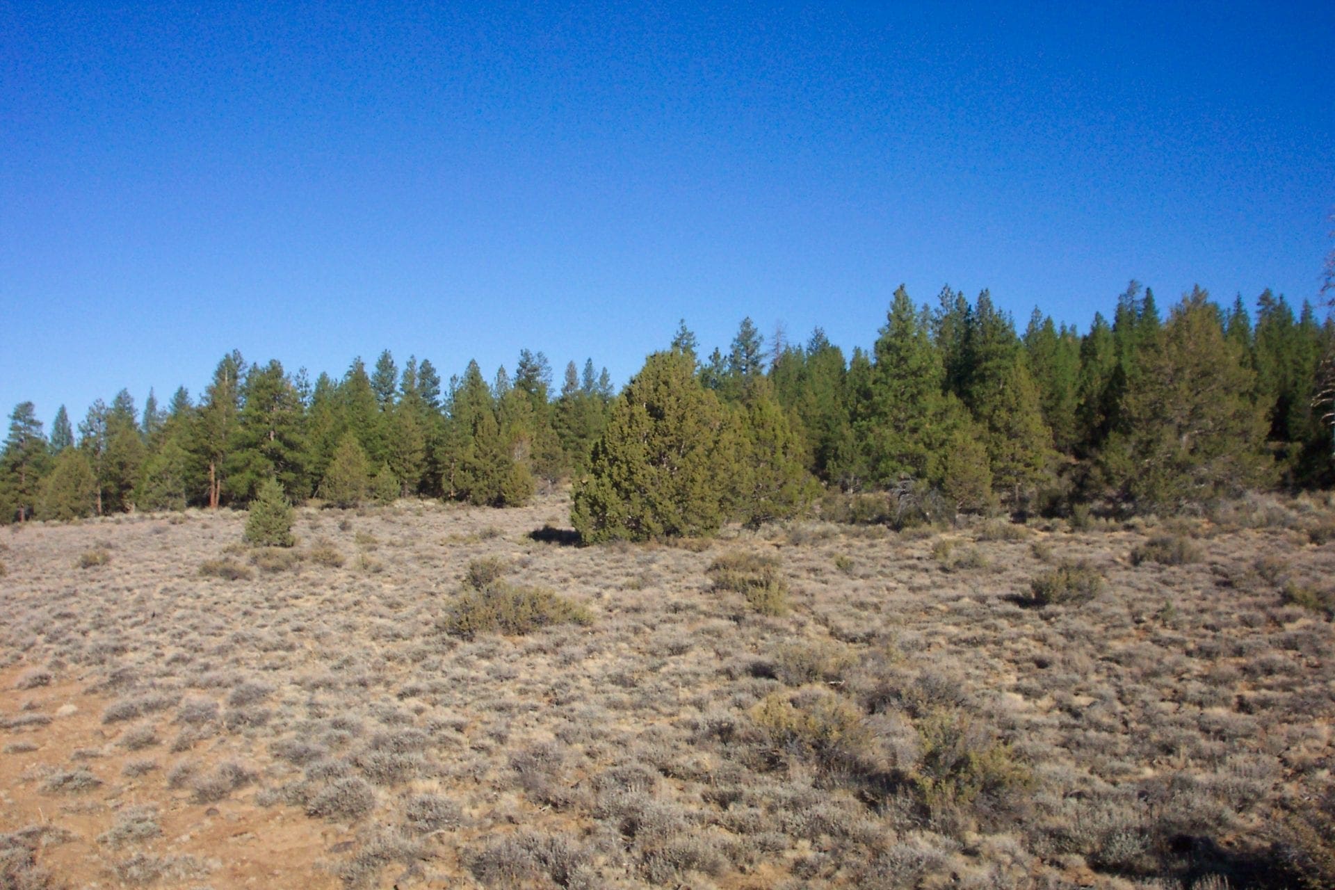 Breathtaking 5.07 Acre Marketable Timbered Lot In Klamath County, Oregon ~ ADJOINS FREMONT NATIONAL FOREST near California Border! photo 7