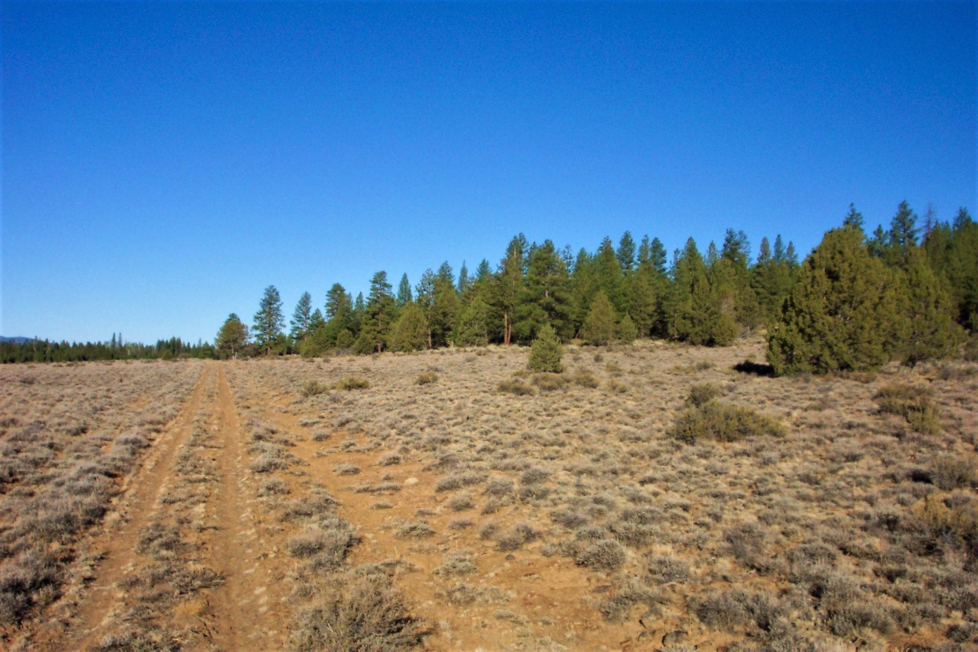 1.47 ACRES IN BEAUTIFUL OREGON PINES NEAR CALIFORNIA BORDER ADJOINING LOT AVAILABLE. photo 4