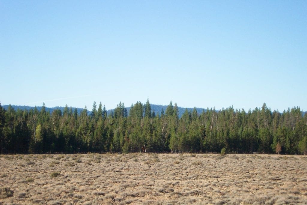 Large view of Breathtaking 5.07 Acre Marketable Timbered Lot In Klamath County, Oregon ~ ADJOINS FREMONT NATIONAL FOREST near California Border! Photo 8