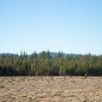 Thumbnail of Breathtaking 5.07 Acre Marketable Timbered Lot In Klamath County, Oregon ~ ADJOINS FREMONT NATIONAL FOREST near California Border! Photo 8