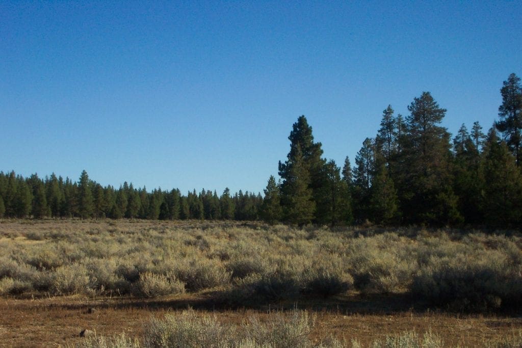 Large view of Breathtaking 5.07 Acre Marketable Timbered Lot In Klamath County, Oregon ~ ADJOINS FREMONT NATIONAL FOREST near California Border! Photo 9
