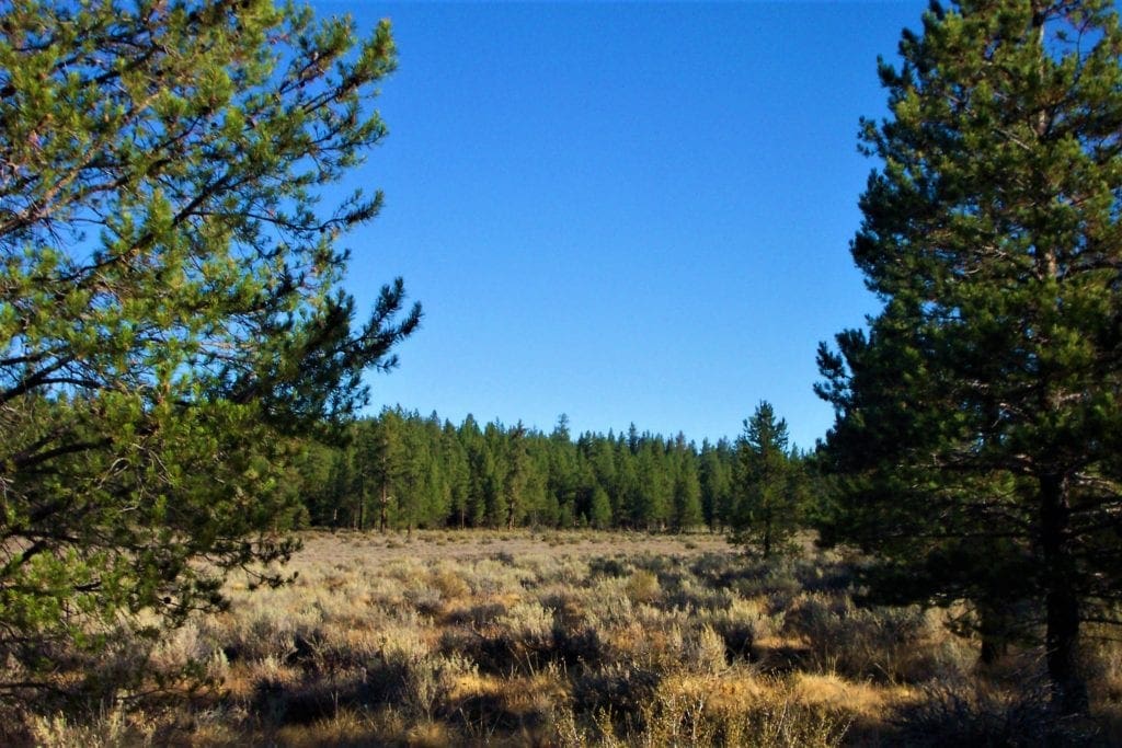 Large view of 2.50 Acres in Southern Oregon Near California Border. Photo 3