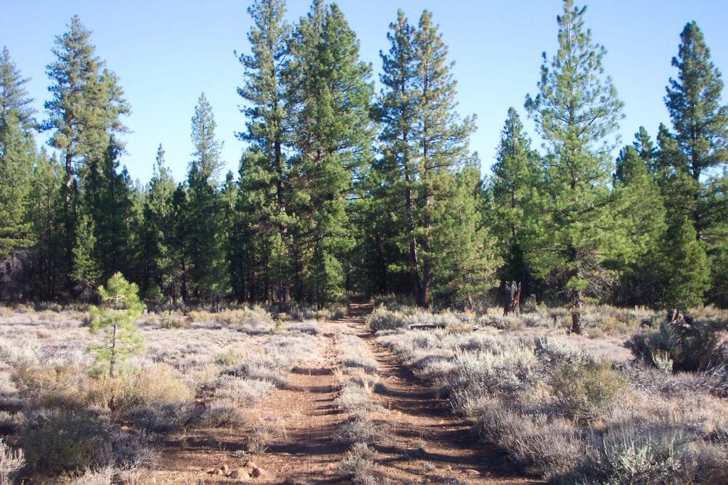 Large view of Breathtaking 5.07 Acre Marketable Timbered Lot In Klamath County, Oregon ~ ADJOINS FREMONT NATIONAL FOREST near California Border! Photo 10