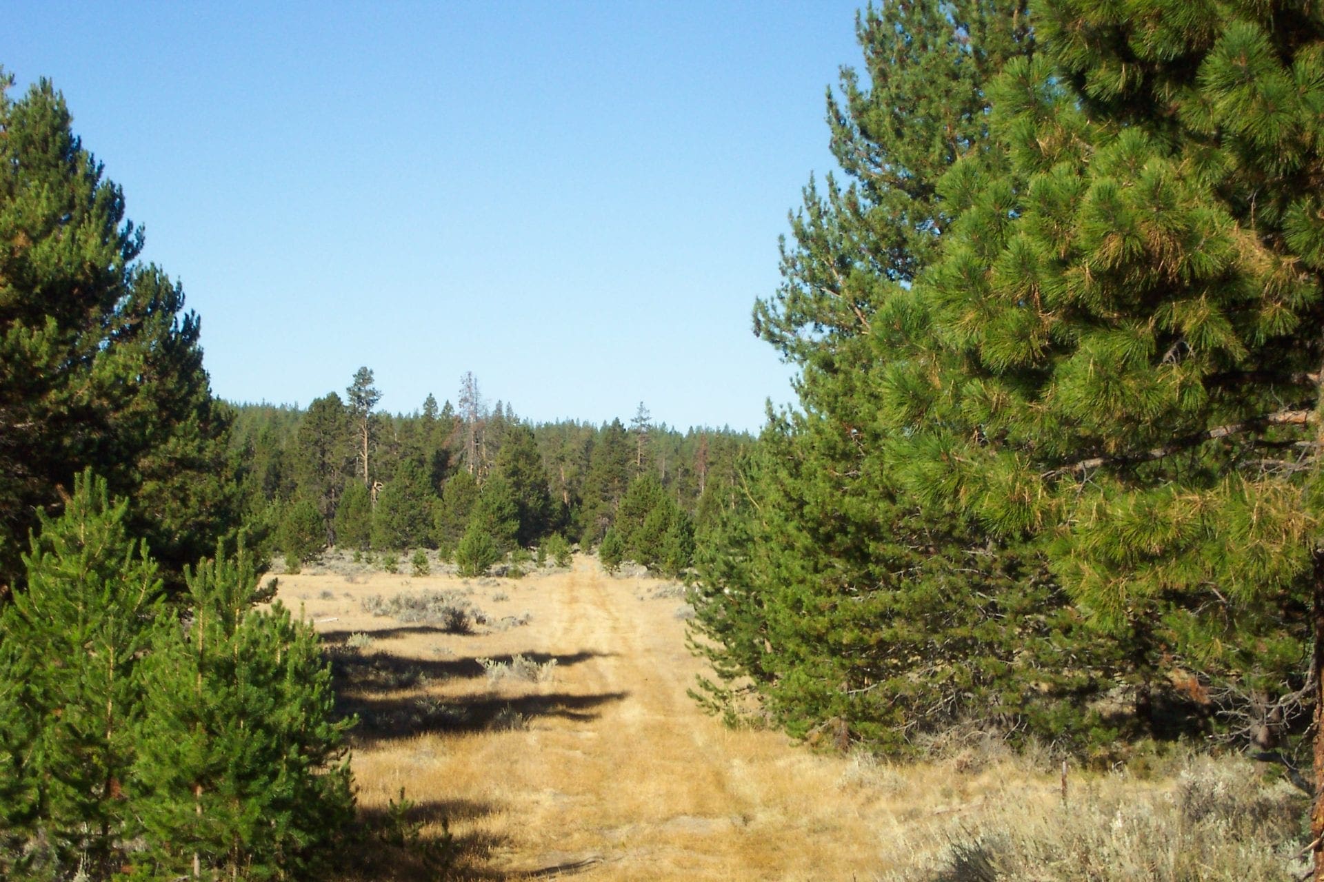 Breathtaking 5.07 Acre Marketable Timbered Lot In Klamath County, Oregon ~ ADJOINS FREMONT NATIONAL FOREST near California Border! photo 11
