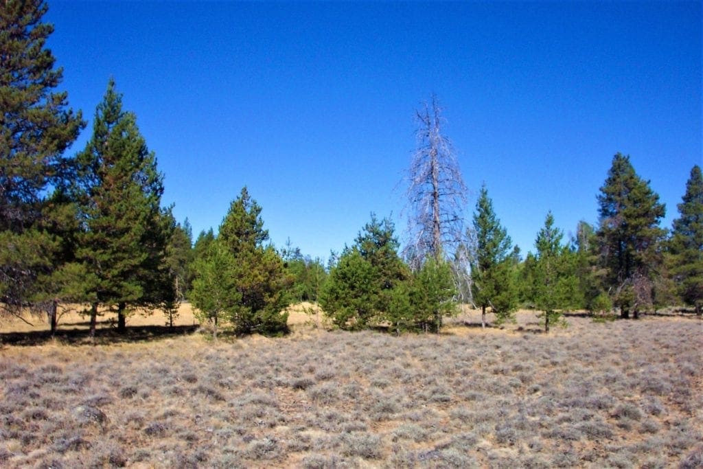 Large view of 9.86 Acres in the Heart of Fremont-Winema National Forest with Timber, Meadow & Seasonal Stream. Photo 12