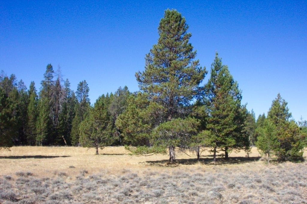 Large view of 9.86 Acres in the Heart of Fremont-Winema National Forest with Timber, Meadow & Seasonal Stream. Photo 11