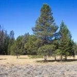 Thumbnail of 9.86 Acres in the Heart of Fremont-Winema National Forest with Timber, Meadow & Seasonal Stream. Photo 11