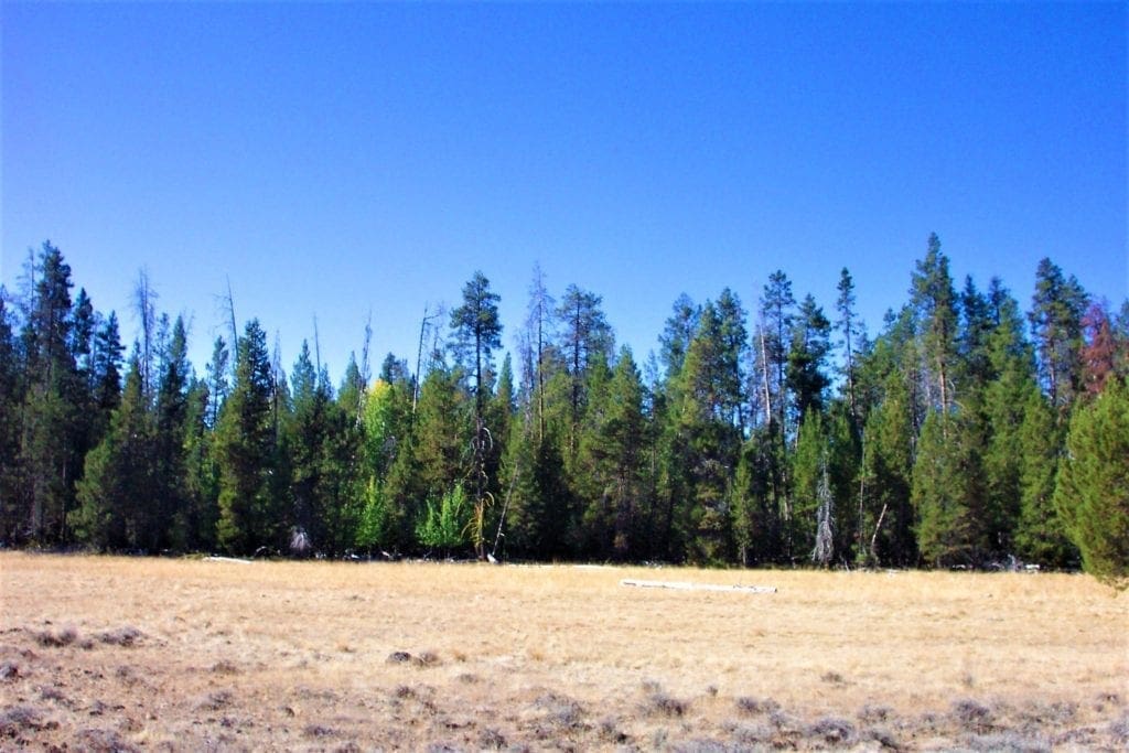 Large view of 9.86 Acres in the Heart of Fremont-Winema National Forest with Timber, Meadow & Seasonal Stream. Photo 13