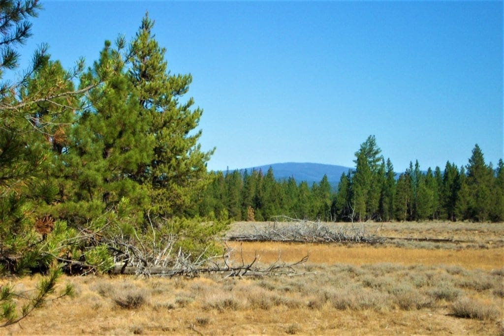 Large view of 9.86 Acres in the Heart of Fremont-Winema National Forest with Timber, Meadow & Seasonal Stream. Photo 17
