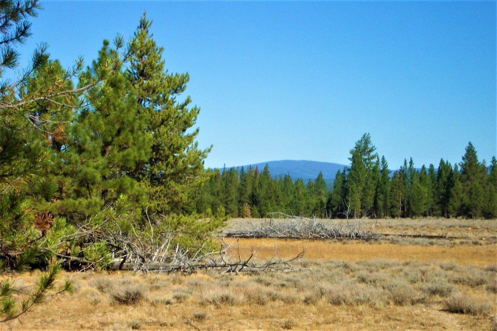36 Acres Central Oregon Near California TWO Parcels Separated by County Road photo 17