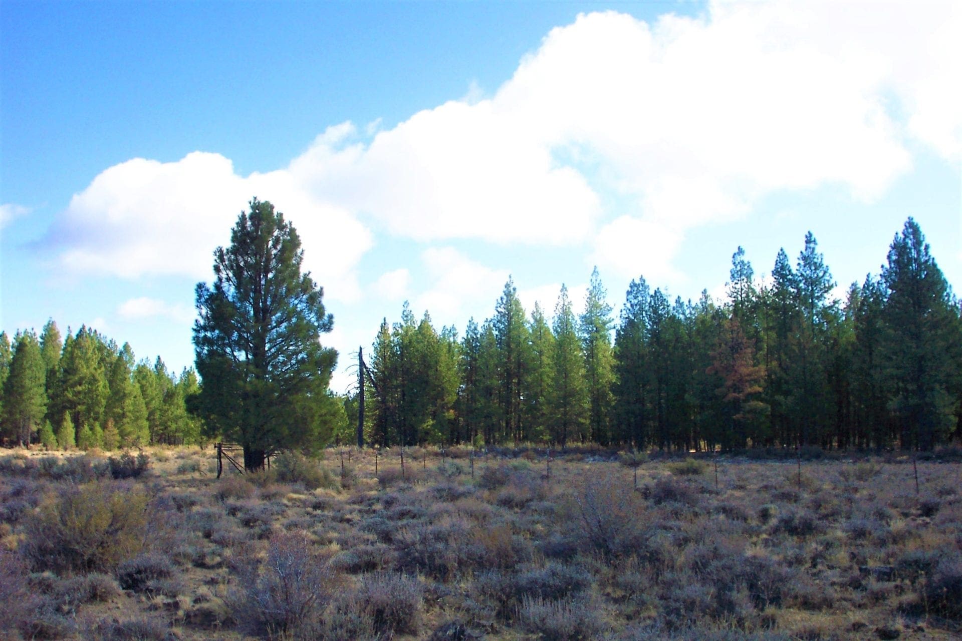 9.86 Acres in the Heart of Fremont-Winema National Forest with Timber, Meadow & Seasonal Stream. photo 7