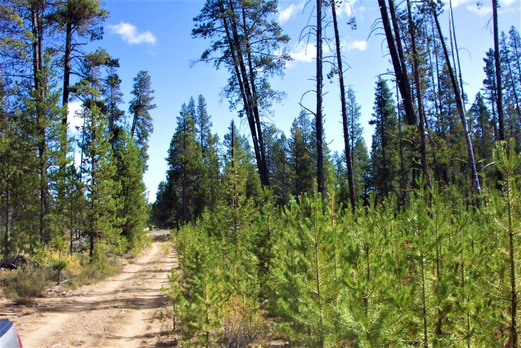 Large view of 10.16 MAGICAL ACRES IN KLAMATH COUNTY OREGON – TIMBERED NEAR NATIONAL FOREST AND CALIFORNIA BORDER Photo 9
