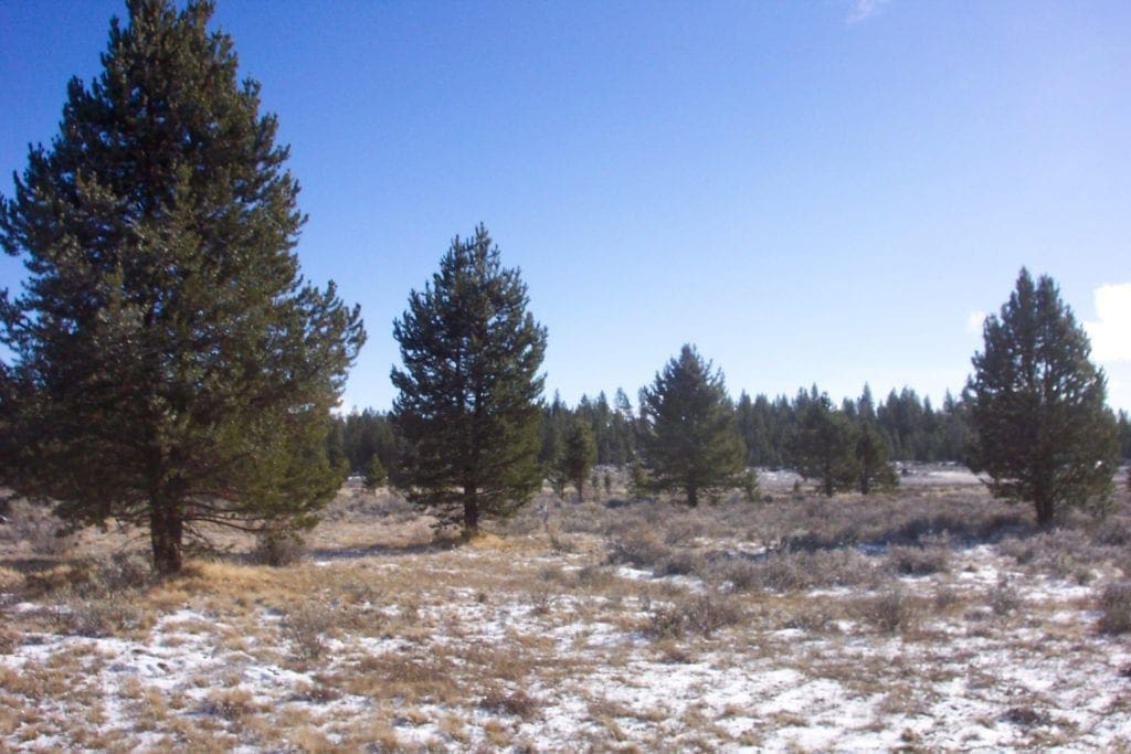 Large view of 36 Acres Central Oregon Near California TWO Parcels Separated by County Road Photo 19
