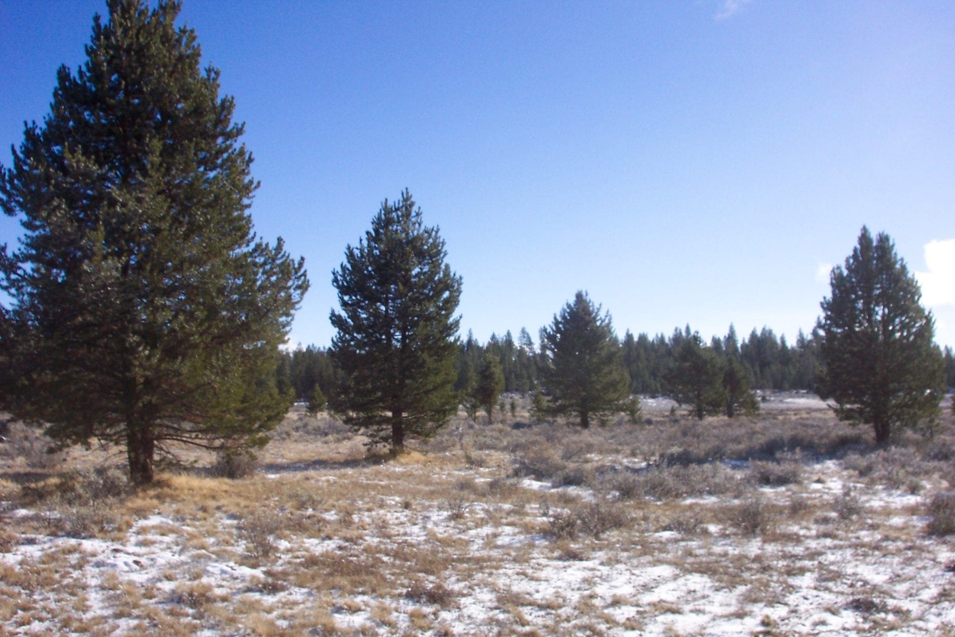 36 Acres Central Oregon Near California TWO Parcels Separated by County Road photo 19