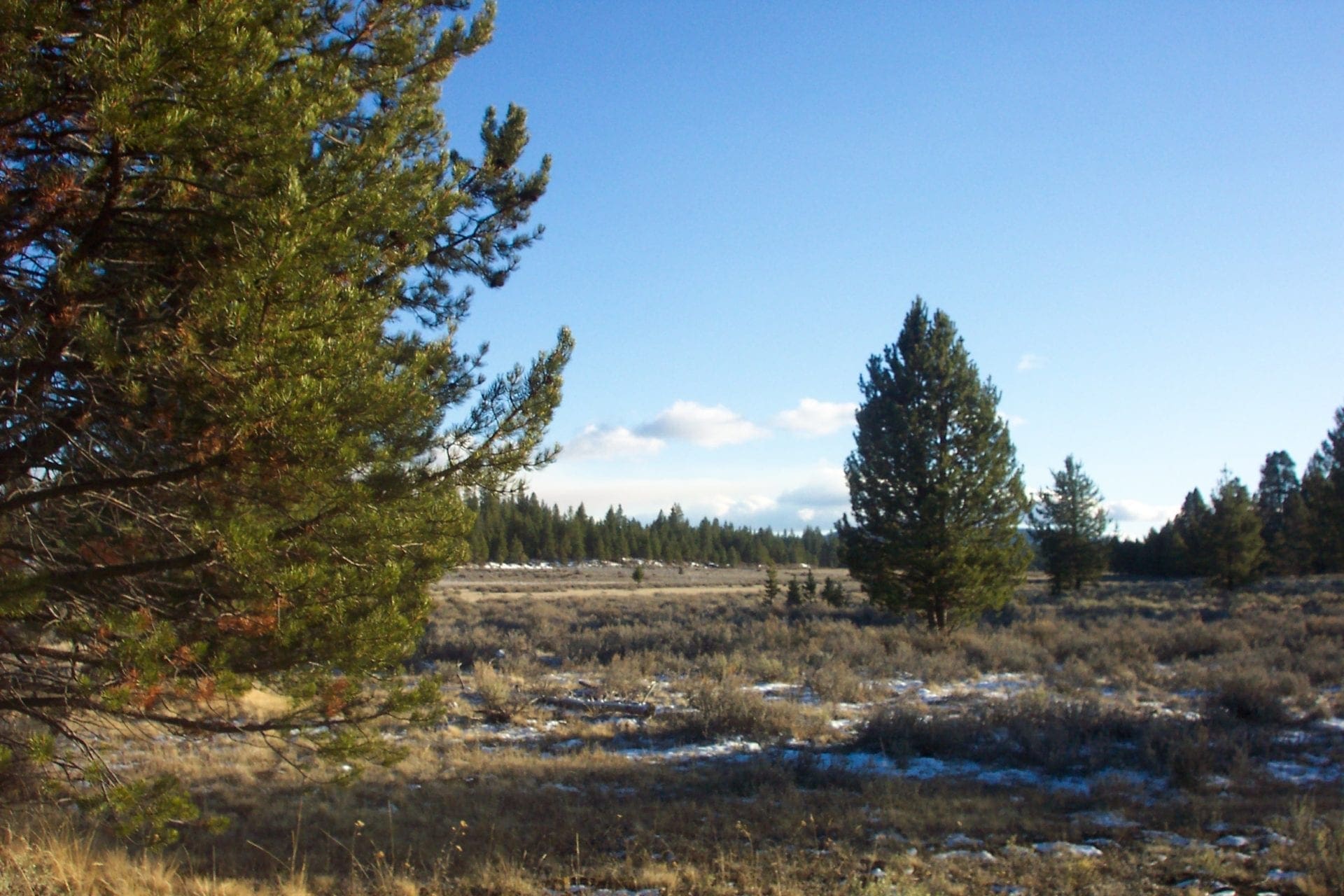 36 Acres Central Oregon Near California TWO Parcels Separated by County Road photo 5