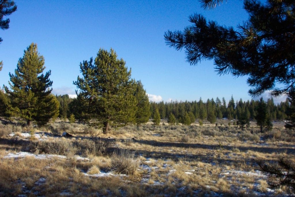 Large view of Breathtaking 5.07 Acre Marketable Timbered Lot In Klamath County, Oregon ~ ADJOINS FREMONT NATIONAL FOREST near California Border! Photo 4