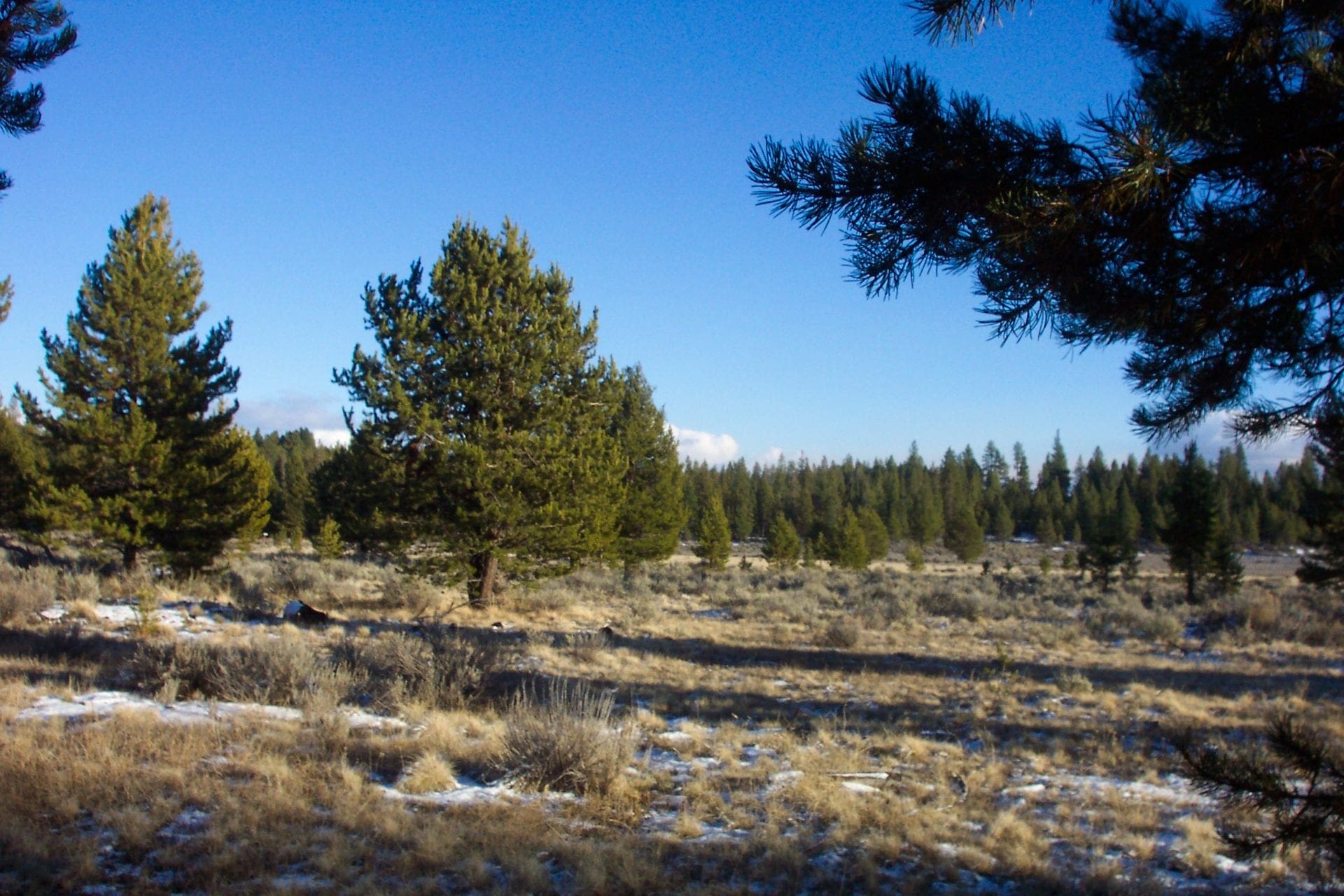 1.47 ACRES IN BEAUTIFUL OREGON PINES NEAR CALIFORNIA BORDER ADJOINING LOT AVAILABLE. photo 5