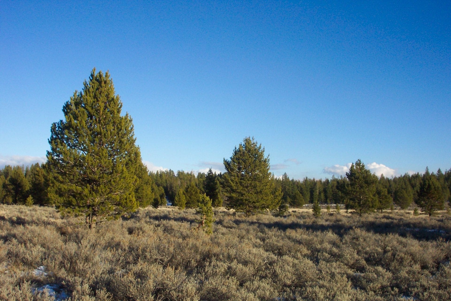 36 Acres Central Oregon Near California TWO Parcels Separated by County Road photo 21