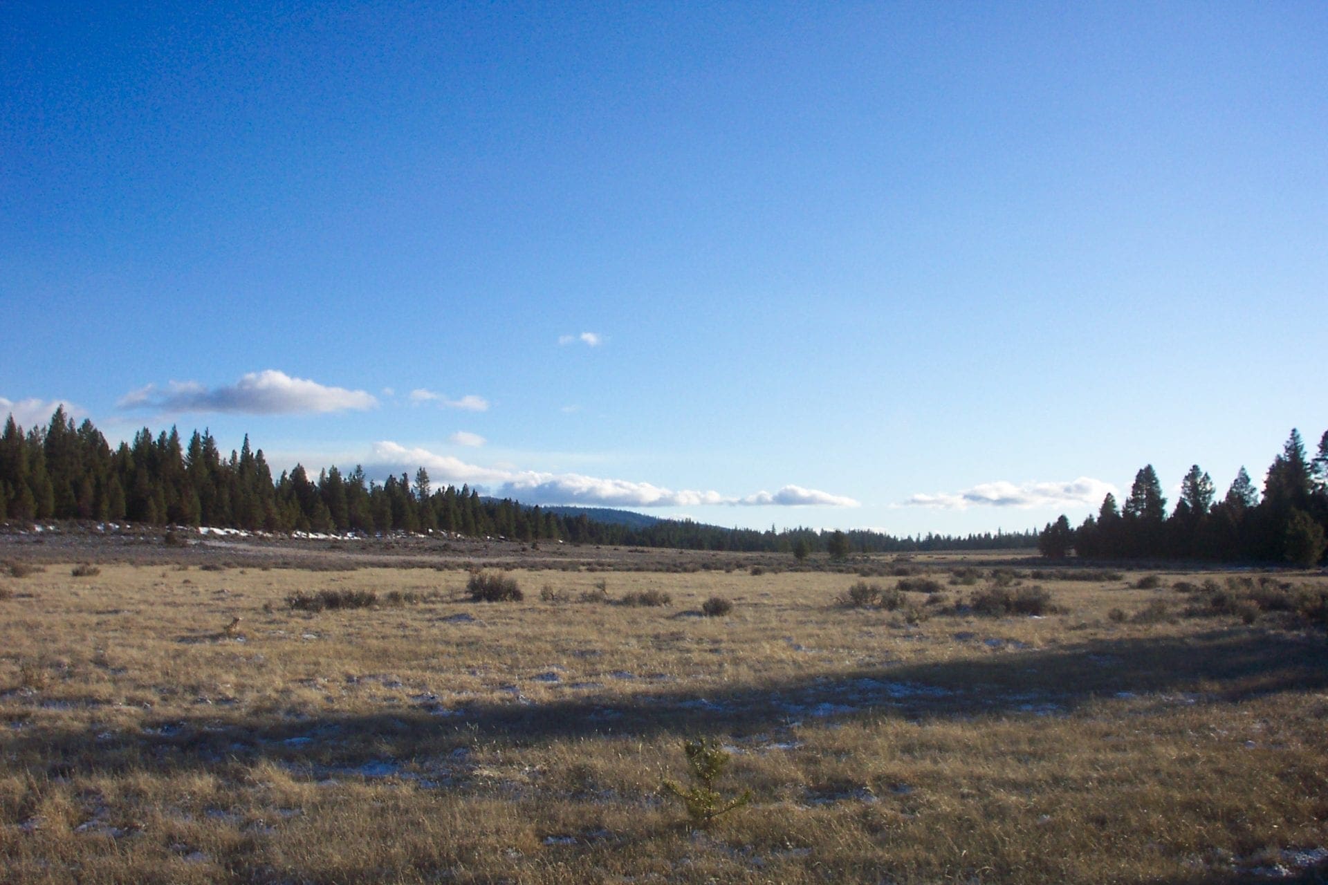 Breathtaking 5.07 Acre Marketable Timbered Lot In Klamath County, Oregon ~ ADJOINS FREMONT NATIONAL FOREST near California Border! photo 12