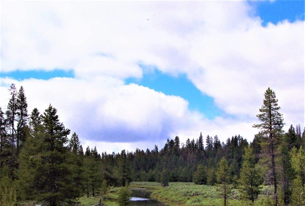 Large view of 8.25 Acre Timbered Ranch Located in the Klamath Falls Forest Estates Footsteps to Fremont-Winema National Forest with Paved Road Frontage. Photo 7