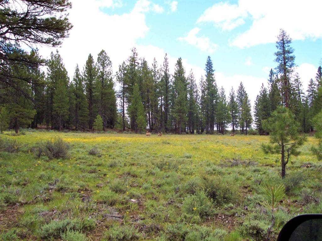 Large view of 1.54 ACRES IN BEAUTIFUL OREGON PINES THAT ADJOINS THE FREMONT-WINEMA NATIONAL FOREST PRIVATE ACCESS TO MIILIONS OF ACRES OF PLAYGROUND Photo 13