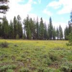 Thumbnail of 1.54 ACRES IN BEAUTIFUL OREGON PINES THAT ADJOINS THE FREMONT-WINEMA NATIONAL FOREST PRIVATE ACCESS TO MIILIONS OF ACRES OF PLAYGROUND Photo 13