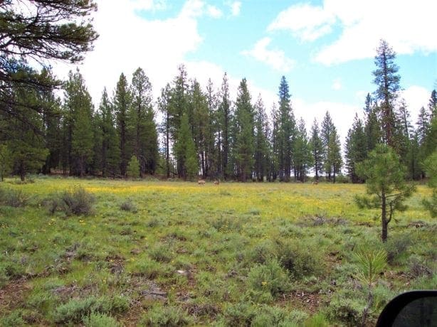 9.86 Acres in the Heart of Fremont-Winema National Forest with Timber, Meadow & Seasonal Stream.