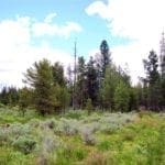 Thumbnail of Pretty 9.86 Acre Sycan Unit Ranch Property with Lush Meadow & Old Growth Timber near Merritt Creek Photo 2