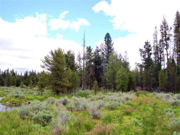 Pretty 9.86 Acre Sycan Unit Ranch Property with Lush Meadow & Old Growth Timber near Merritt Creek