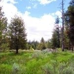 Thumbnail of 8.25 Acre Timbered Ranch Located in the Klamath Falls Forest Estates Footsteps to Fremont-Winema National Forest with Paved Road Frontage. Photo 3