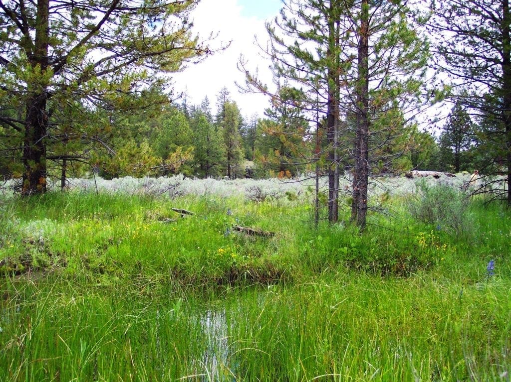 Large view of 11.31 Acre Lot In Klamath County that backs Fremont-Winema National Forest! Photo 18