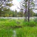 Thumbnail of 11.31 Acre Lot In Klamath County that backs Fremont-Winema National Forest! Photo 18