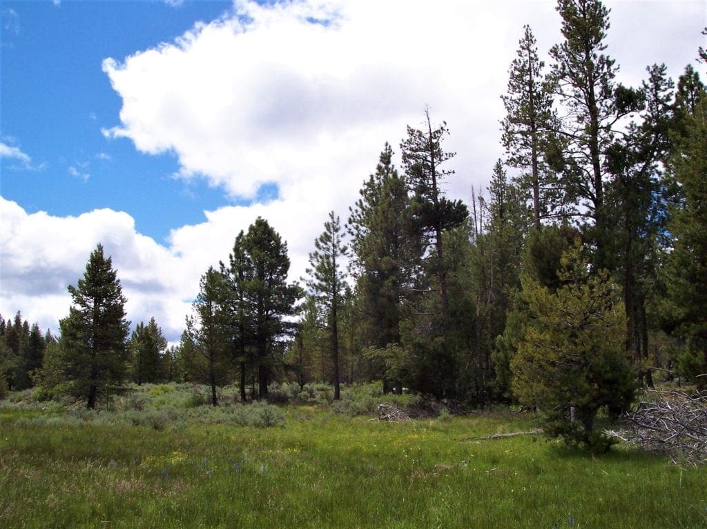 Large view of 8.25 Acre Timbered Ranch Located in the Klamath Falls Forest Estates Footsteps to Fremont-Winema National Forest with Paved Road Frontage. Photo 4