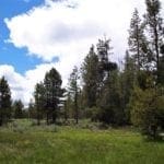 Thumbnail of 8.25 Acre Timbered Ranch Located in the Klamath Falls Forest Estates Footsteps to Fremont-Winema National Forest with Paved Road Frontage. Photo 4