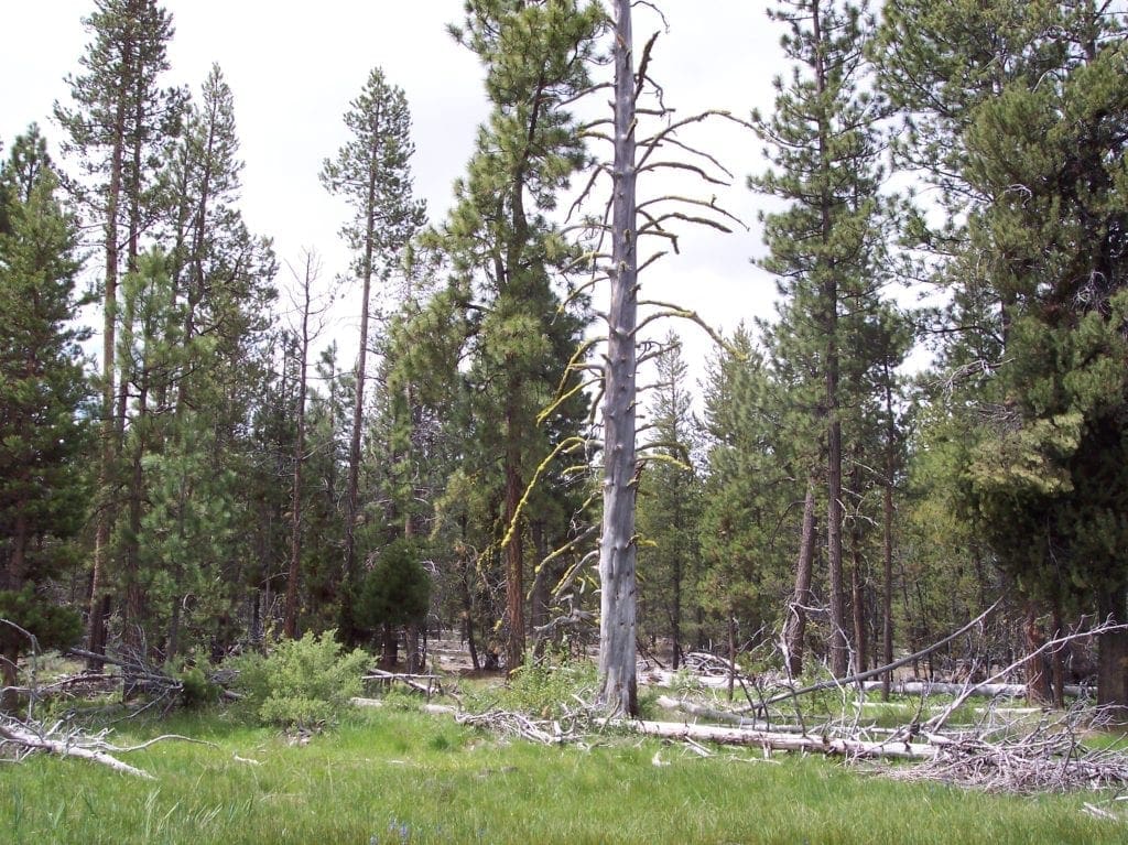 Large view of 8.25 Acre Timbered Ranch Located in the Klamath Falls Forest Estates Footsteps to Fremont-Winema National Forest with Paved Road Frontage. Photo 2