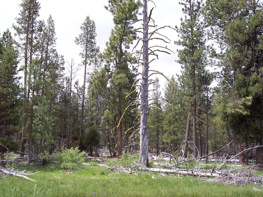 8.25 Acre Timbered Ranch Located in the Klamath Falls Forest Estates Footsteps to Fremont-Winema National Forest with Paved Road Frontage. photo 2
