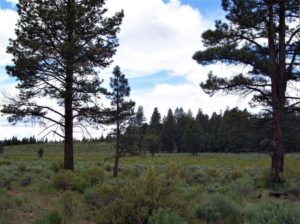 Large view of Pretty 9.86 Acre Sycan Unit Ranch Property with Lush Meadow & Old Growth Timber near Merritt Creek Photo 4