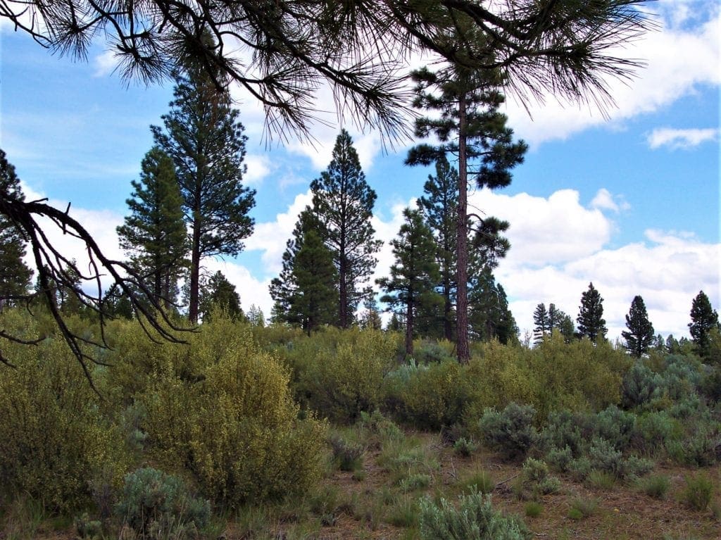 Large view of 11.31 Acre Lot In Klamath County that backs Fremont-Winema National Forest! Photo 15