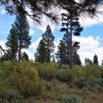 Thumbnail of 11.31 Acre Lot In Klamath County that backs Fremont-Winema National Forest! Photo 15