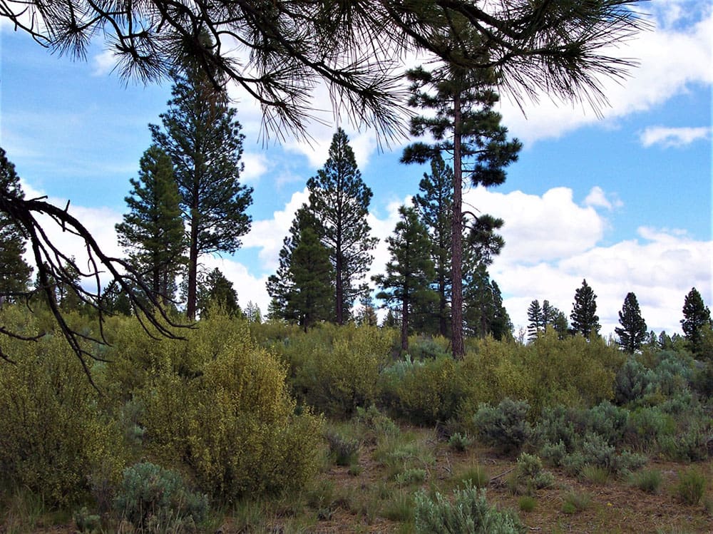 11.31 Acre Lot In Klamath County that backs Fremont-Winema National Forest! photo 15