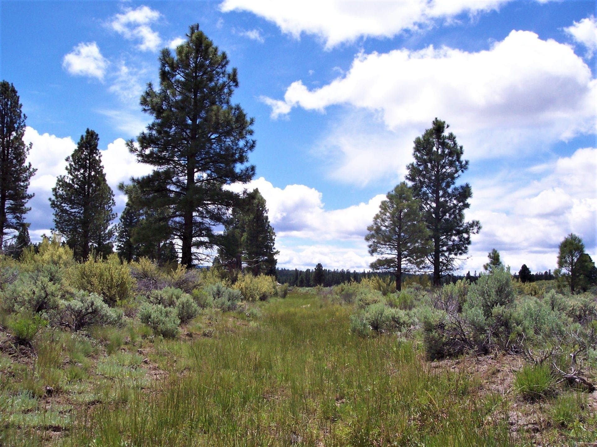 11.31 Acre Lot In Klamath County that backs Fremont-Winema National Forest! photo 14