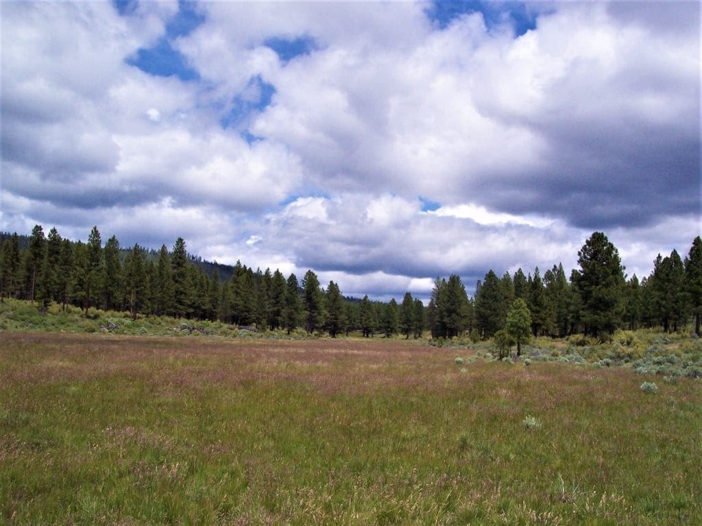 Large view of Pretty 9.86 Acre Sycan Unit Ranch Property with Lush Meadow & Old Growth Timber near Merritt Creek Photo 10