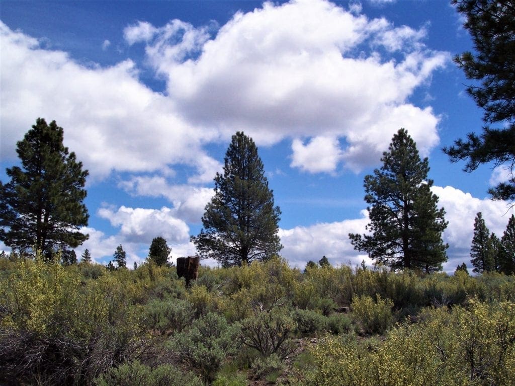 Large view of 11.31 Acre Lot In Klamath County that backs Fremont-Winema National Forest! Photo 12