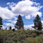 Thumbnail of 11.31 Acre Lot In Klamath County that backs Fremont-Winema National Forest! Photo 12