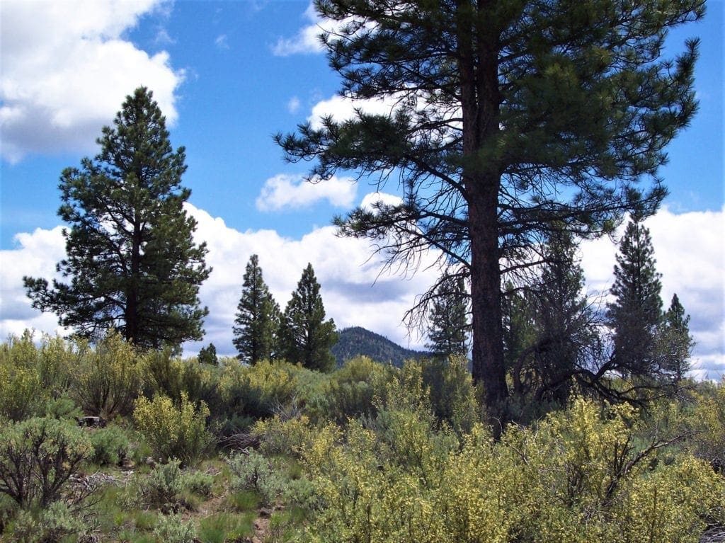 Large view of 11.31 Acre Lot In Klamath County that backs Fremont-Winema National Forest! Photo 11