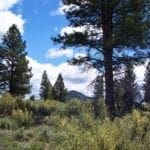 Thumbnail of 11.31 Acre Lot In Klamath County that backs Fremont-Winema National Forest! Photo 11