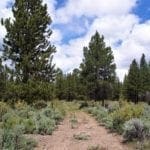 Thumbnail of 11.31 Acre Lot In Klamath County that backs Fremont-Winema National Forest! Photo 10